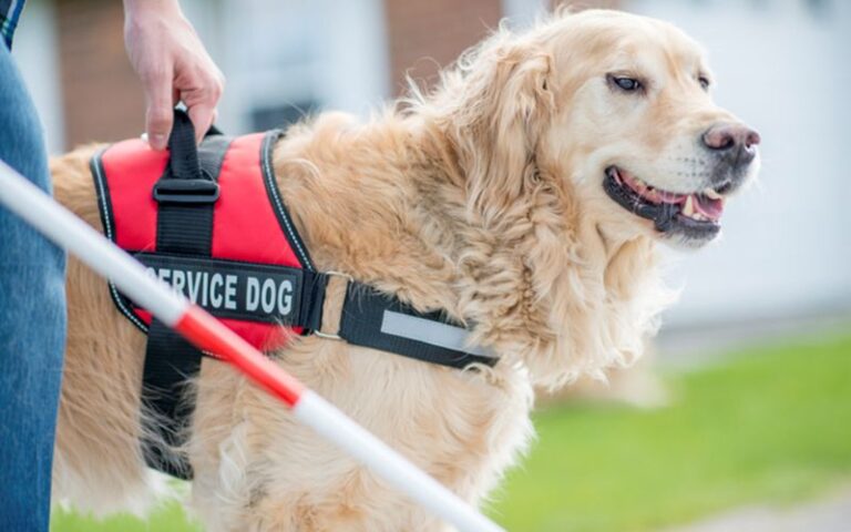 6 Major Benefits Of Registering Your Dog As A Service dog