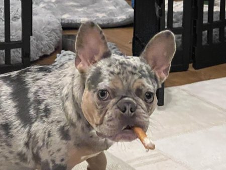 Greg Gutfeld Net Worth 2024: American TV Host Earnings Revealed